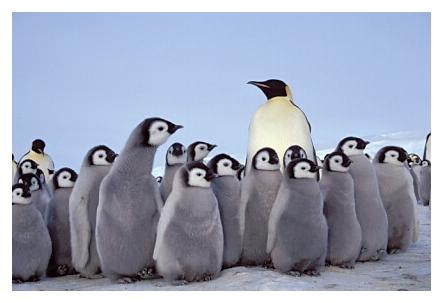 ../Images/kaiserpinguine41.jpg