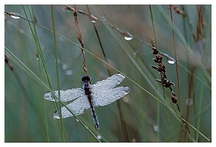 ../Images/dragonfly02.jpg