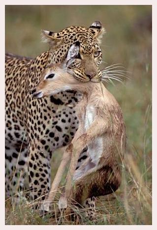 ../Images/leoparden011.jpg