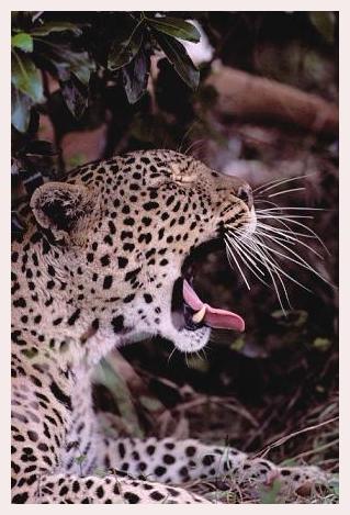 ../Images/leoparden035.jpg