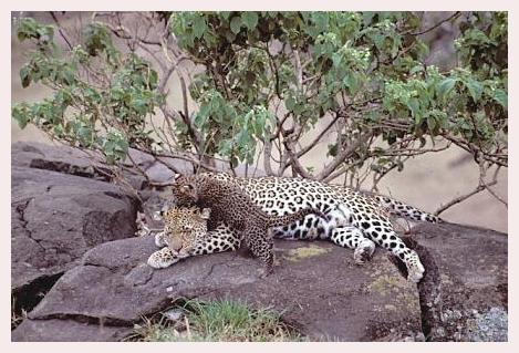 ../Images/leoparden081.jpg
