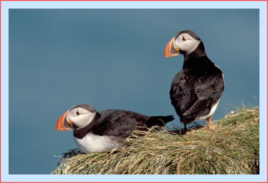 ../Images/puffin31.jpg